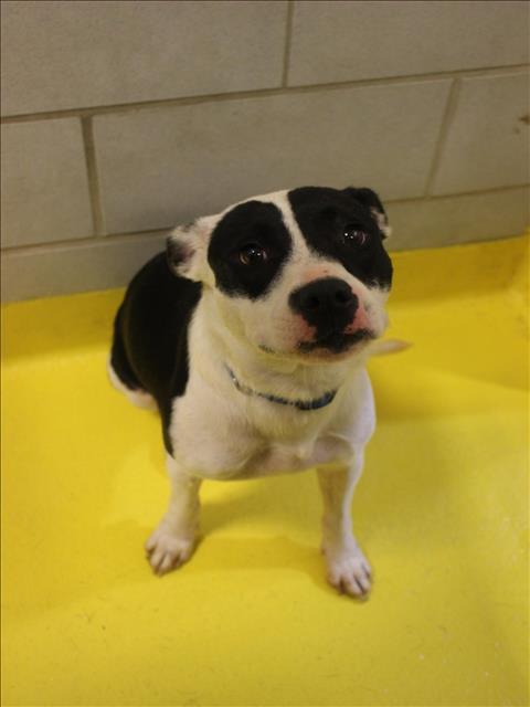 FRUTA, Adoptable, Adult Female Pit Bull Terrier.