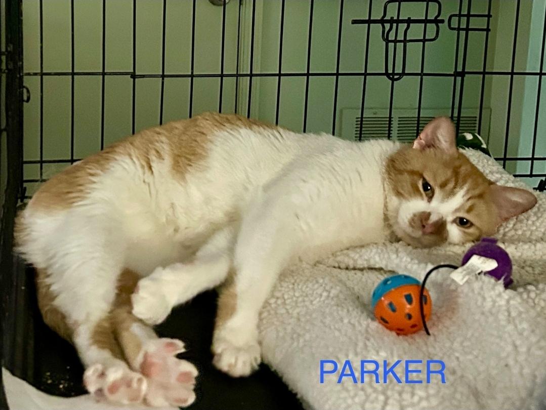 Enlarge Parker, a ADOPTABLE Domestic Short Hair in Manchester, MD image 3/5