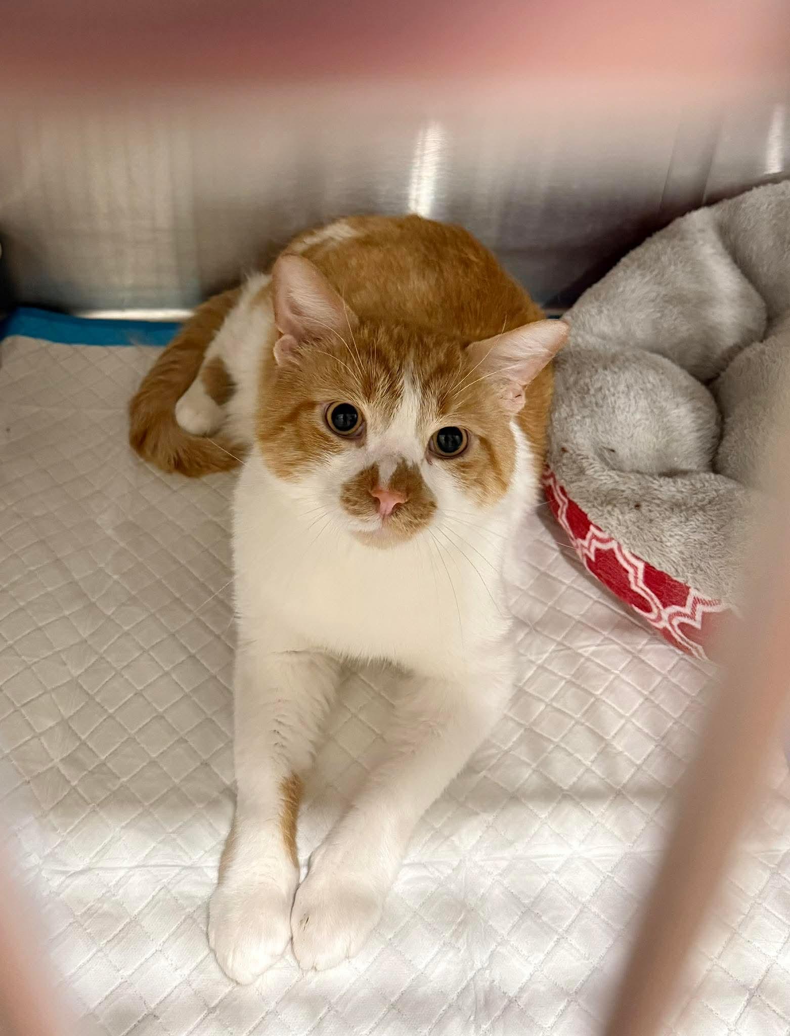 Enlarge Parker, a ADOPTABLE Domestic Short Hair in Manchester, MD image 2/5