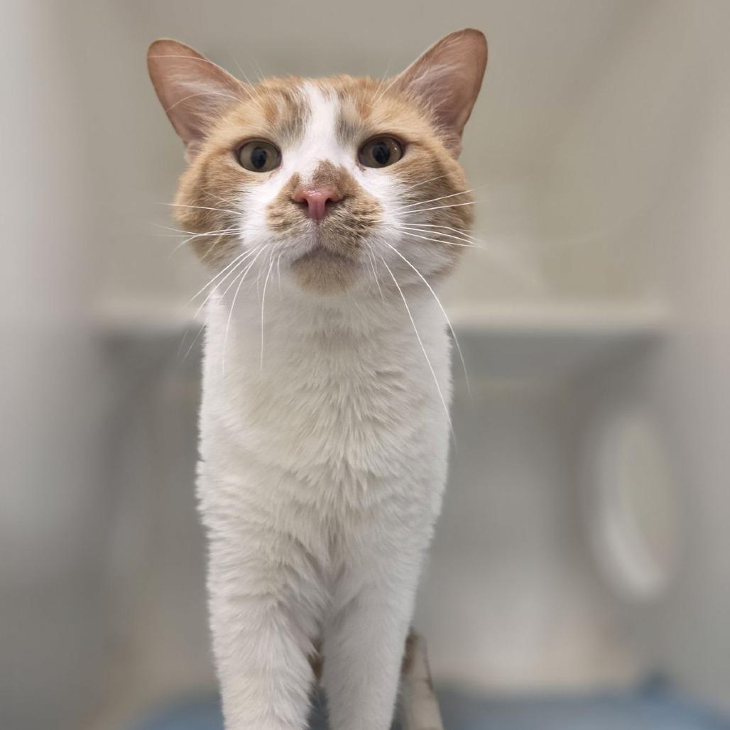Parker, ADOPTABLE, Adult Male Domestic Short Hair.