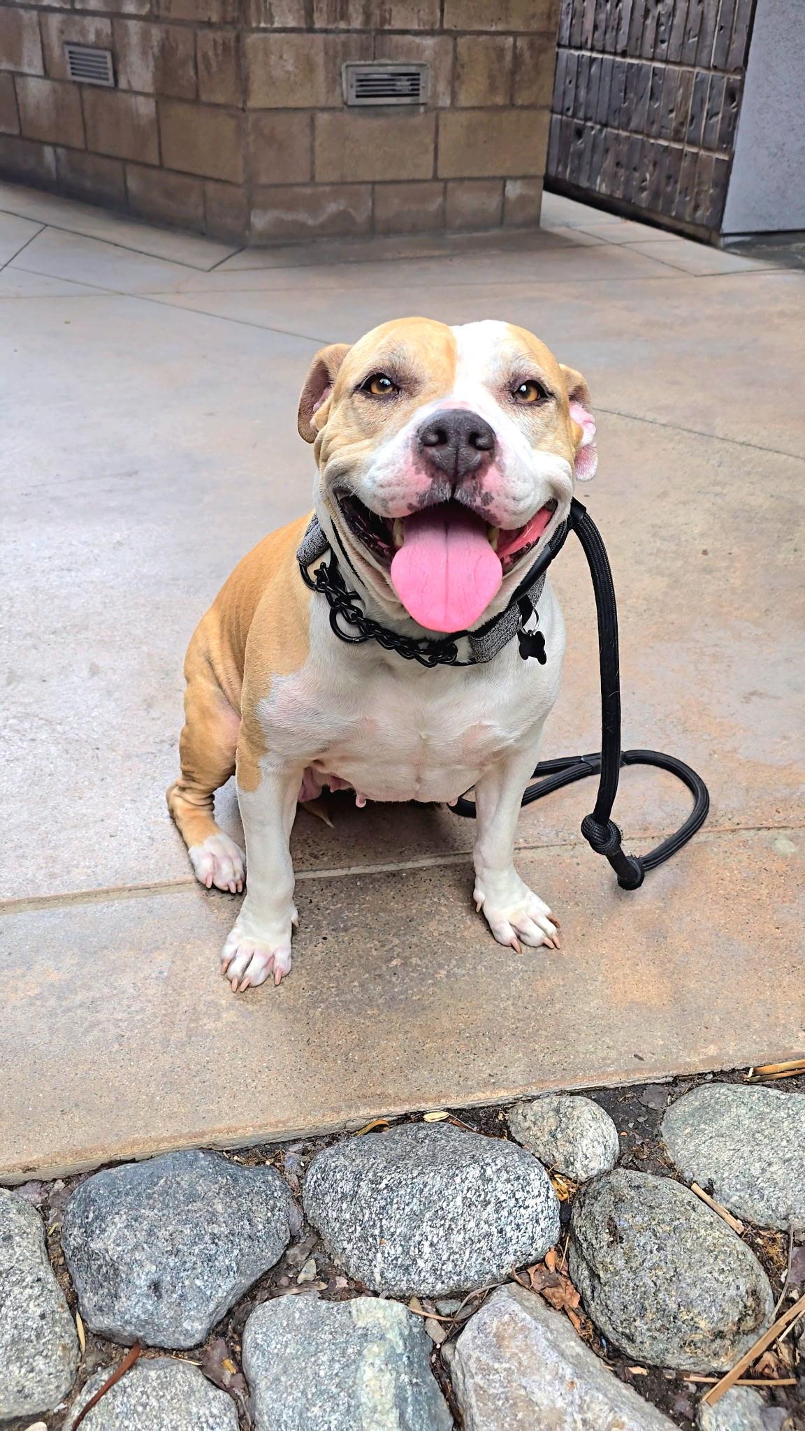 Alma, Adoptable, Adult Female American Staffordshire Terrier & American Bulldog.