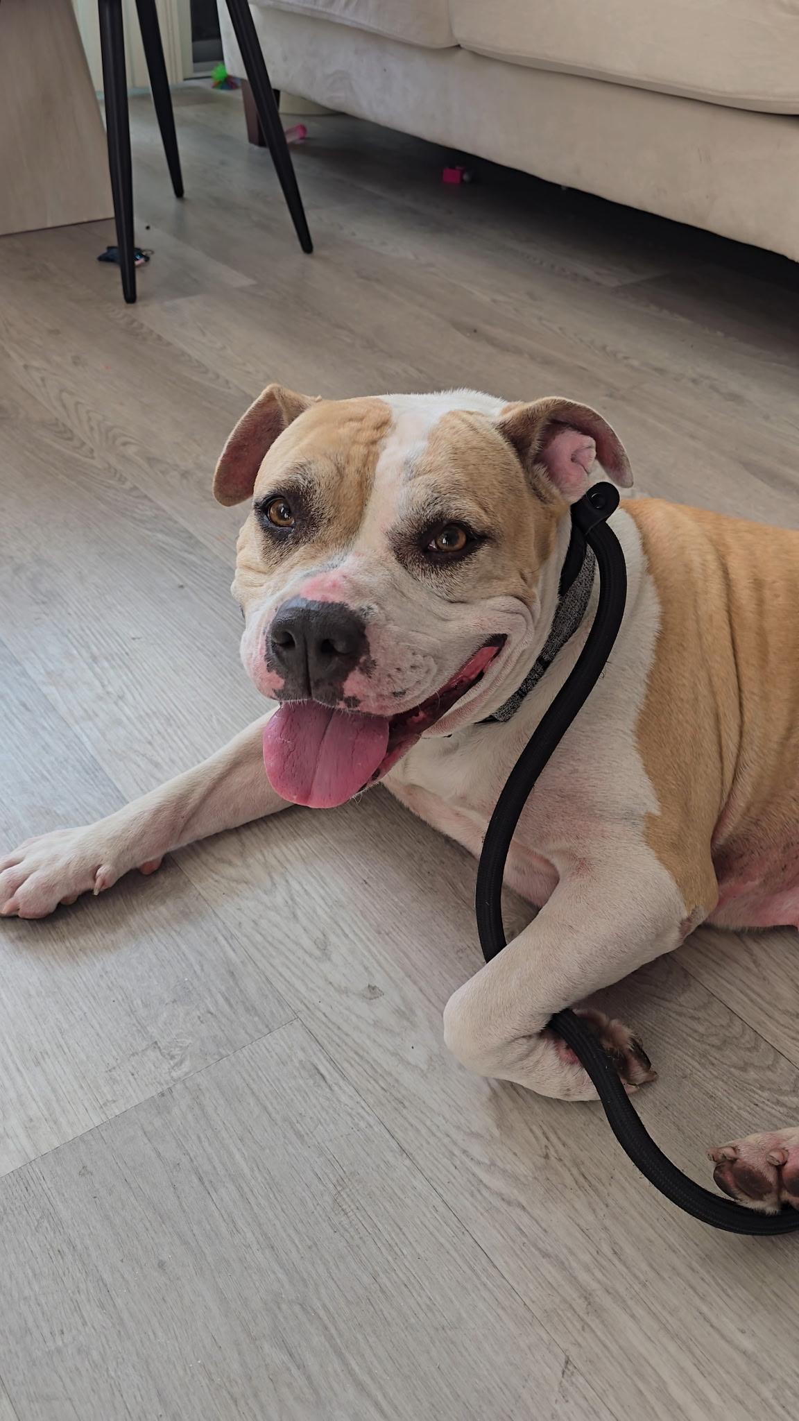 Enlarge Alma, a Adoptable mixed breed in Sierra Madre, CA image 1/6
