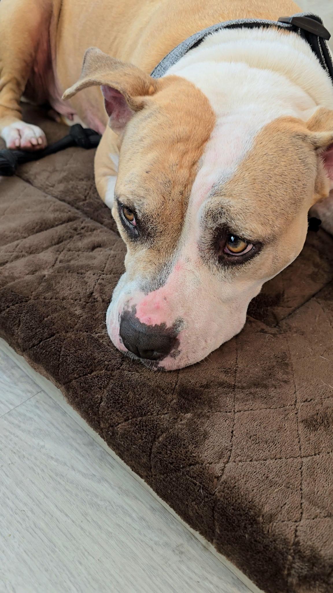 Enlarge Alma, a Adoptable mixed breed in Sierra Madre, CA image 4/6