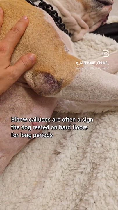 Enlarge Alma, a Adoptable mixed breed in Sierra Madre, CA video 5/6