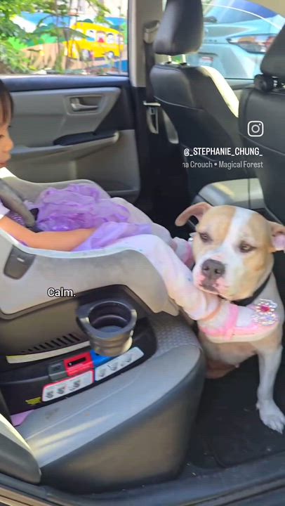 Enlarge Alma, a Adoptable mixed breed in Sierra Madre, CA video 6/6
