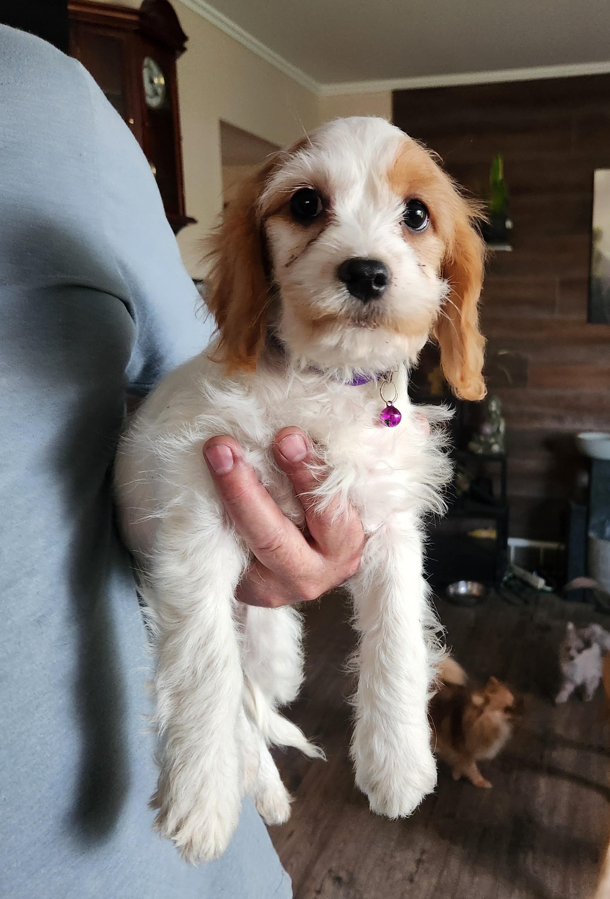 Cookie (#406), Adoptable, Puppy Female Cavalier King Charles Spaniel & Bichon Frise.
