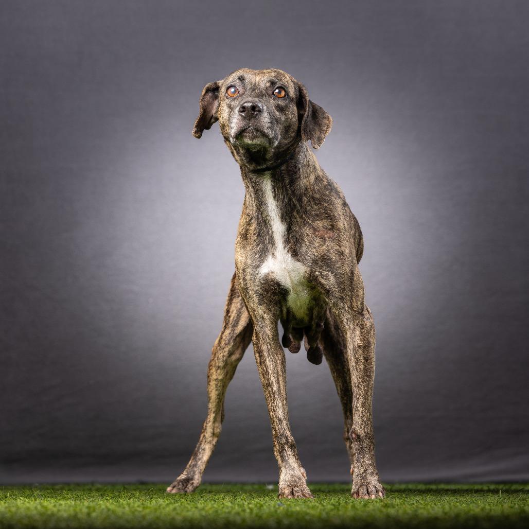 Enlarge Kimba, a Adoptable mixed breed in Jupiter, FL image 1/6
