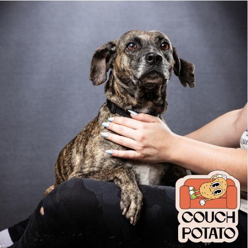 Enlarge Kimba, a Adoptable mixed breed in Jupiter, FL image 2/6