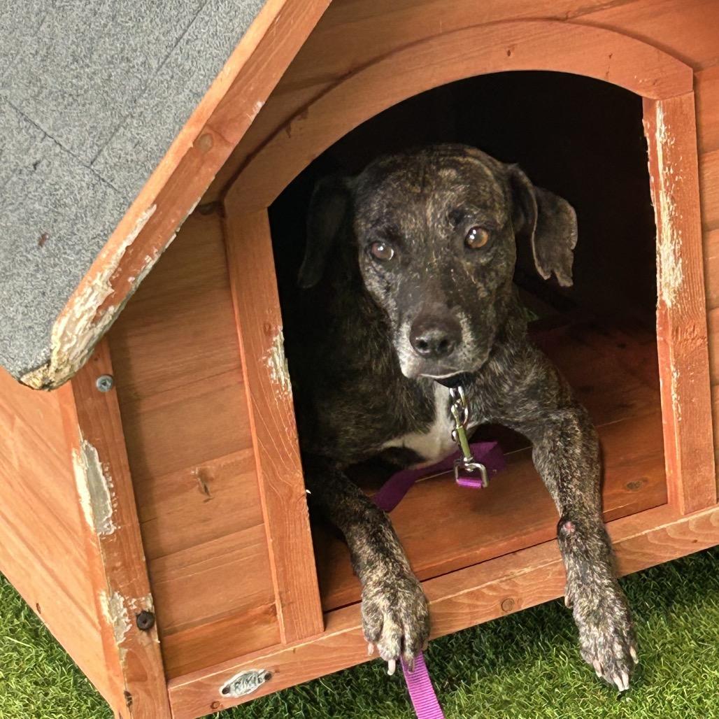 Enlarge Kimba, a Adoptable mixed breed in Jupiter, FL image 1/6