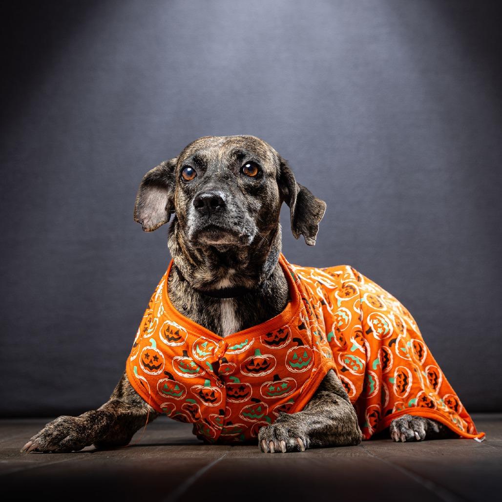 Enlarge Kimba, a Adoptable mixed breed in Jupiter, FL image 4/6