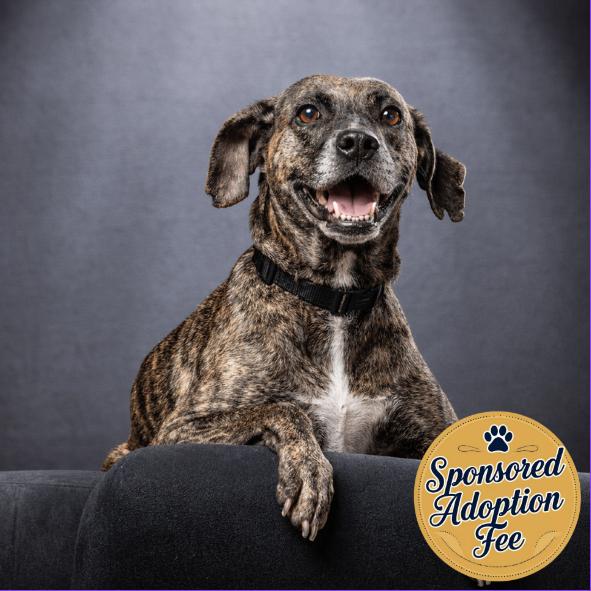 Enlarge Kimba, a Adoptable mixed breed in Jupiter, FL image 5/6