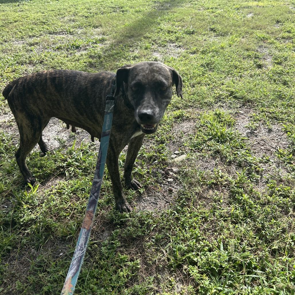 Enlarge Kimba, a Adoptable mixed breed in Jupiter, FL image 2/6