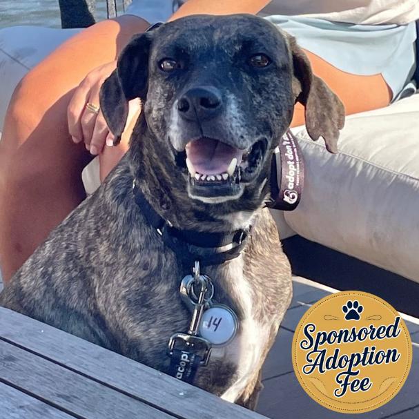 Enlarge Kimba, a Adoptable mixed breed in Jupiter, FL image 5/6