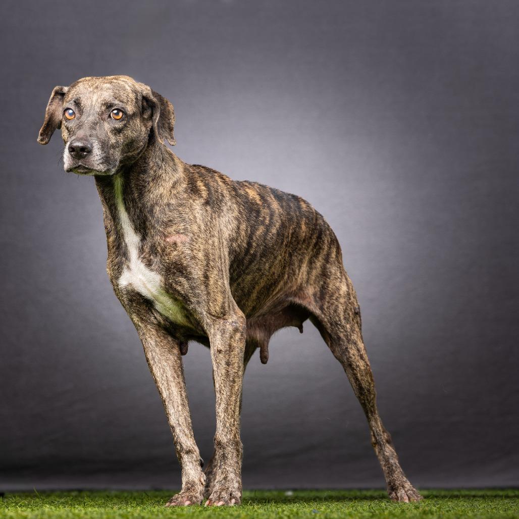 Enlarge Kimba, a Adoptable mixed breed in Jupiter, FL image 3/6