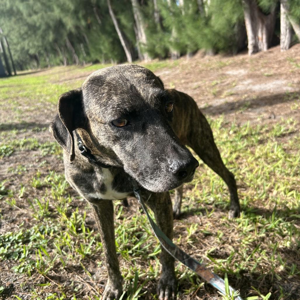 Enlarge Kimba, a Adoptable mixed breed in Jupiter, FL image 4/6