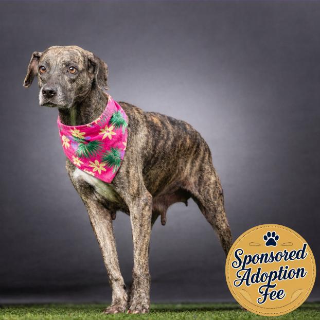 Enlarge Kimba, a Adoptable mixed breed in Jupiter, FL image 5/6