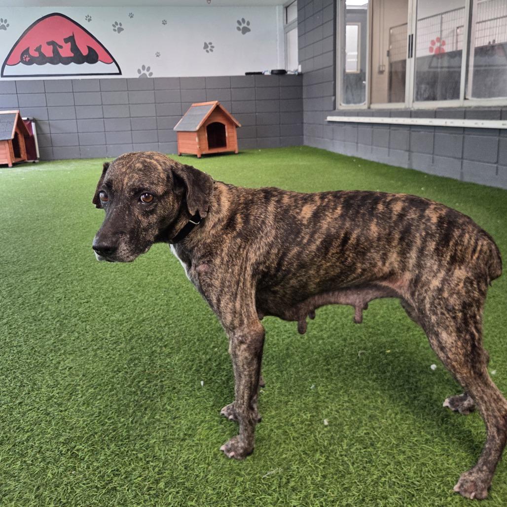 Enlarge Kimba, a Adoptable mixed breed in Jupiter, FL image 6/6