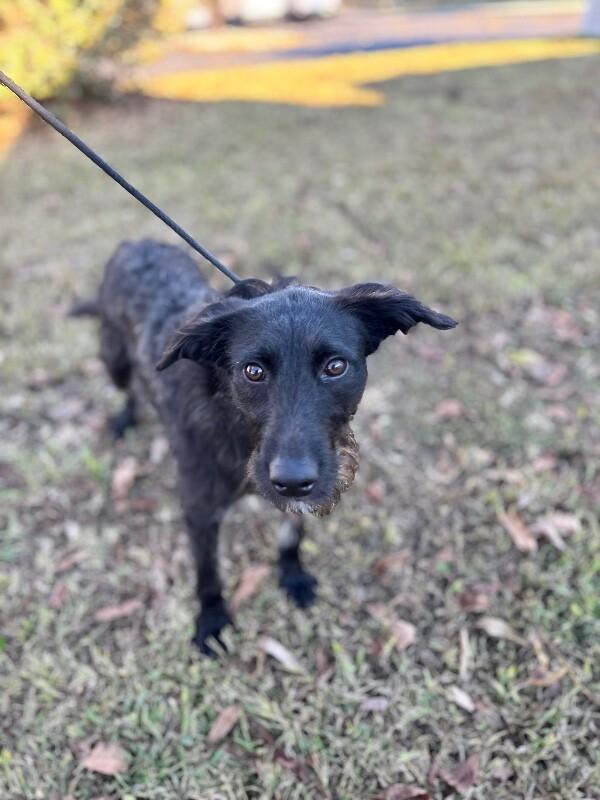 Enlarge Elizabeth, a Adoptable mixed breed in Berkeley Heights, NJ image 1/4