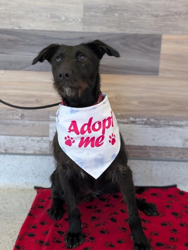 Enlarge Elizabeth, a Adoptable mixed breed in Berkeley Heights, NJ image 1/6