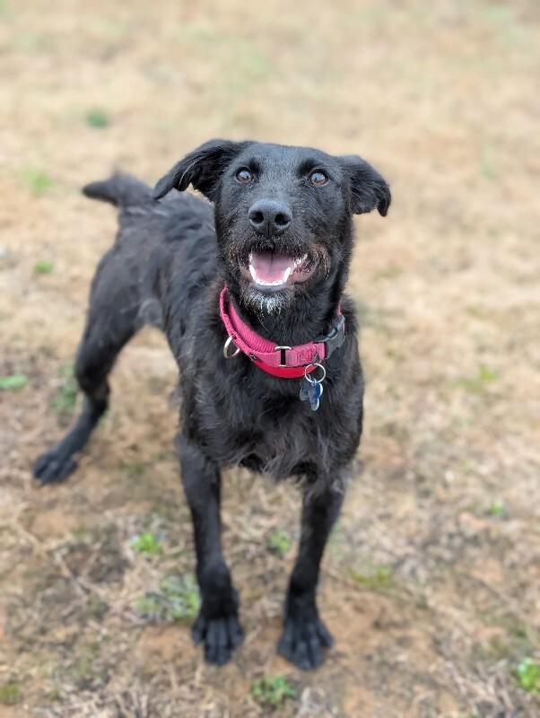 Enlarge Elizabeth, a Adoptable mixed breed in Berkeley Heights, NJ image 2/6