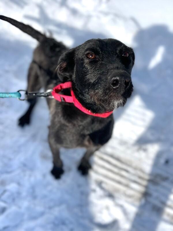 Enlarge Elizabeth, a Adoptable mixed breed in Berkeley Heights, NJ image 1/6