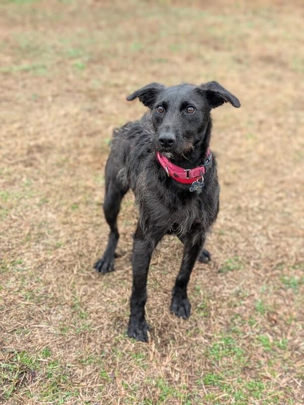 Enlarge Elizabeth, a Adoptable mixed breed in Berkeley Heights, NJ image 3/6