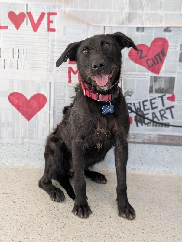 Enlarge Elizabeth, a Adoptable mixed breed in Berkeley Heights, NJ image 2/6