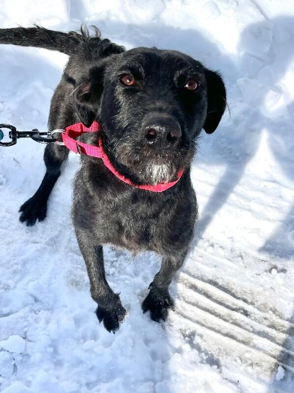 Enlarge Elizabeth, a Adoptable mixed breed in Berkeley Heights, NJ image 3/6