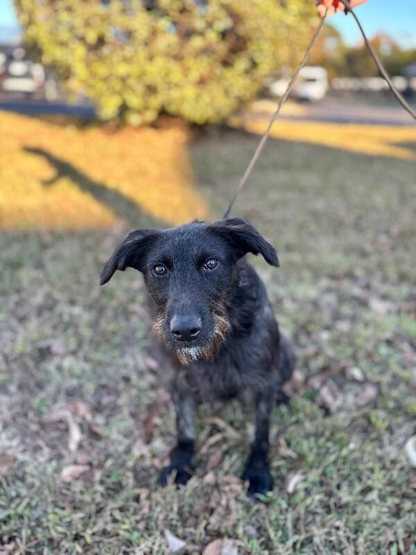 Enlarge Elizabeth, a Adoptable mixed breed in Berkeley Heights, NJ image 3/4