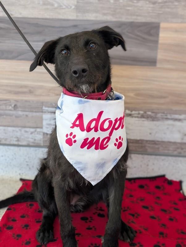 Enlarge Elizabeth, a Adoptable mixed breed in Berkeley Heights, NJ image 4/6