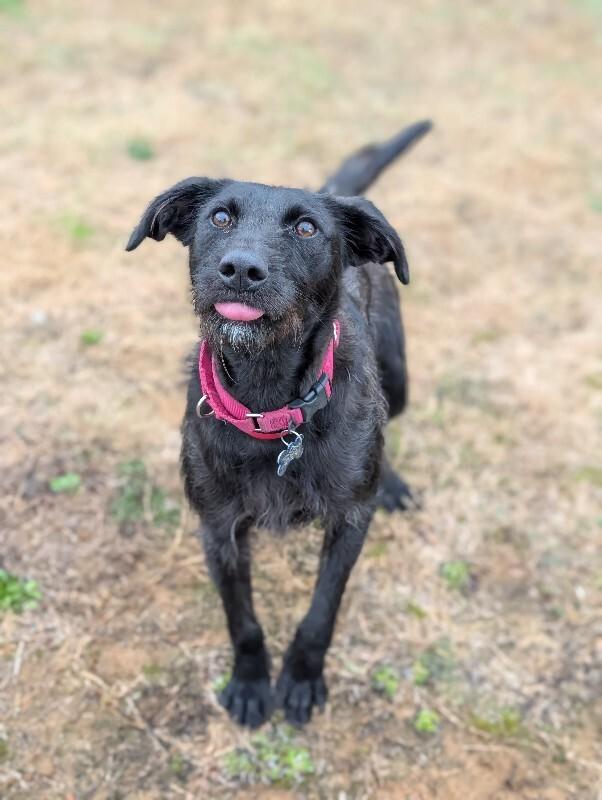 Enlarge Elizabeth, a Adoptable mixed breed in Berkeley Heights, NJ image 5/6