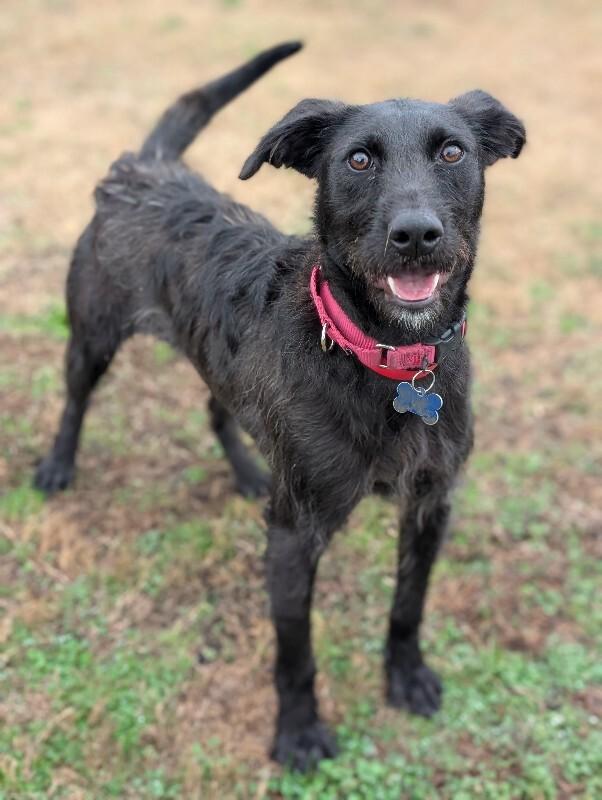Enlarge Elizabeth, a Adoptable mixed breed in Berkeley Heights, NJ image 6/6