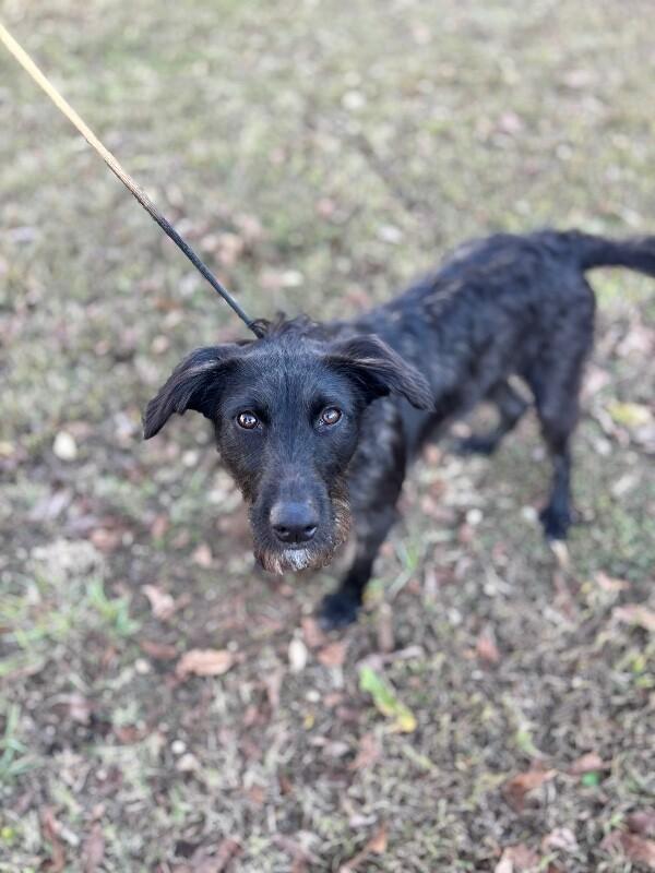 Enlarge Elizabeth, a Adoptable mixed breed in Berkeley Heights, NJ image 4/4