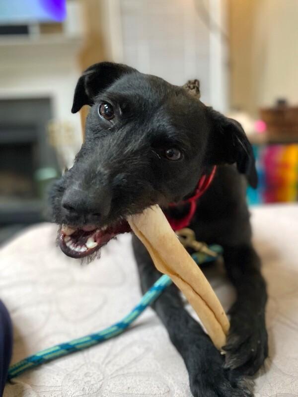 Enlarge Elizabeth, a Adoptable mixed breed in Berkeley Heights, NJ image 5/6