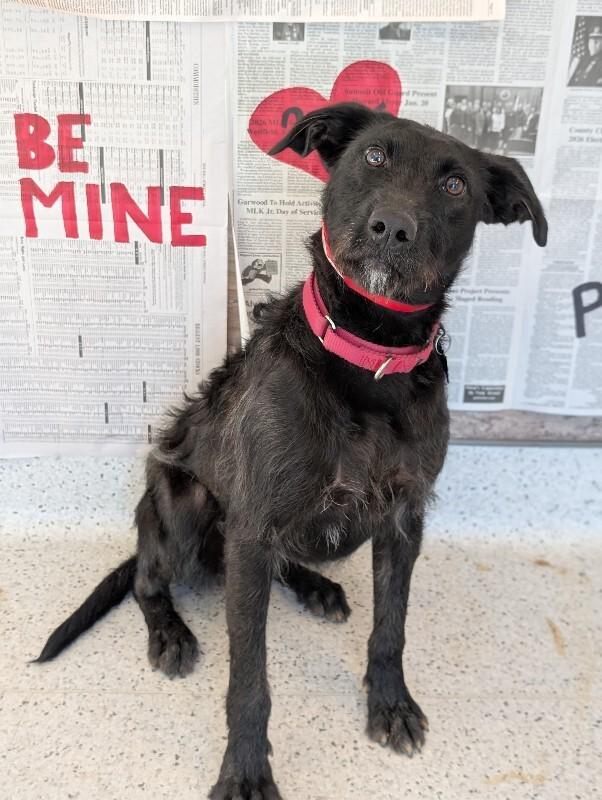 Enlarge Elizabeth, a Adoptable mixed breed in Berkeley Heights, NJ image 6/6