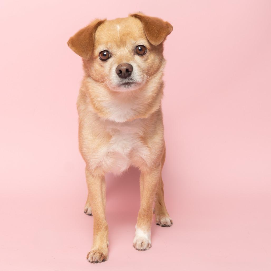 Tails, Adoptable, Adult Male Mixed Breed & Mixed Breed.