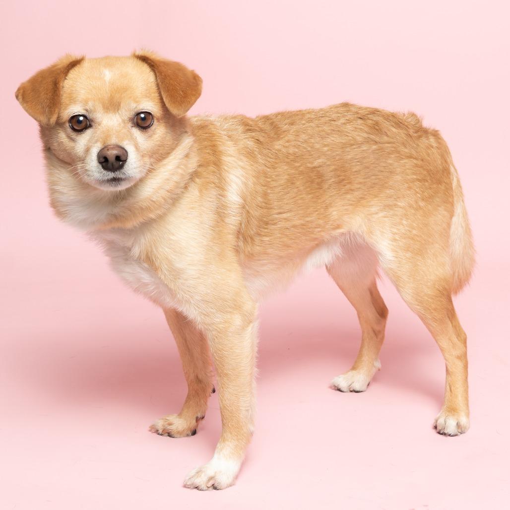 Tails, a Adoptable mixed breed in Hailey, ID image 2/6