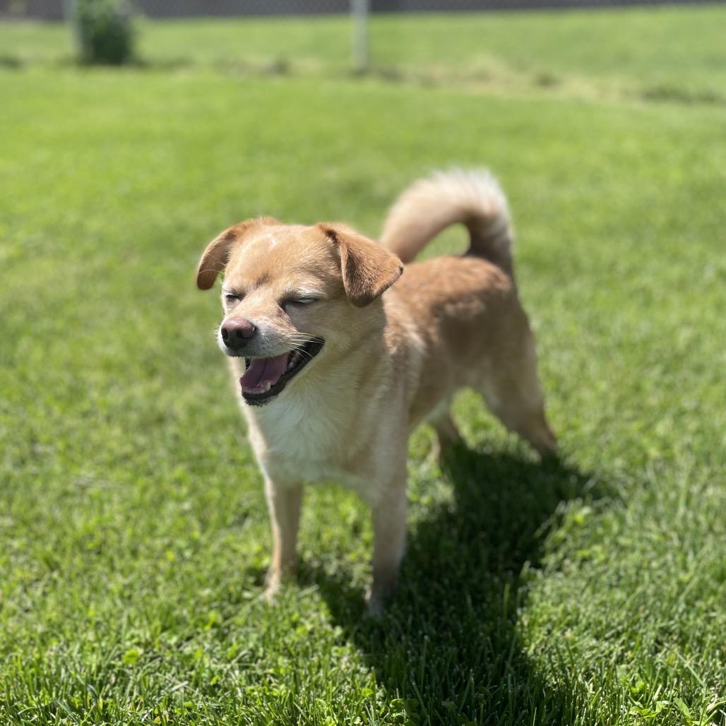 Tails, a Adoptable mixed breed in Hailey, ID image 3/6
