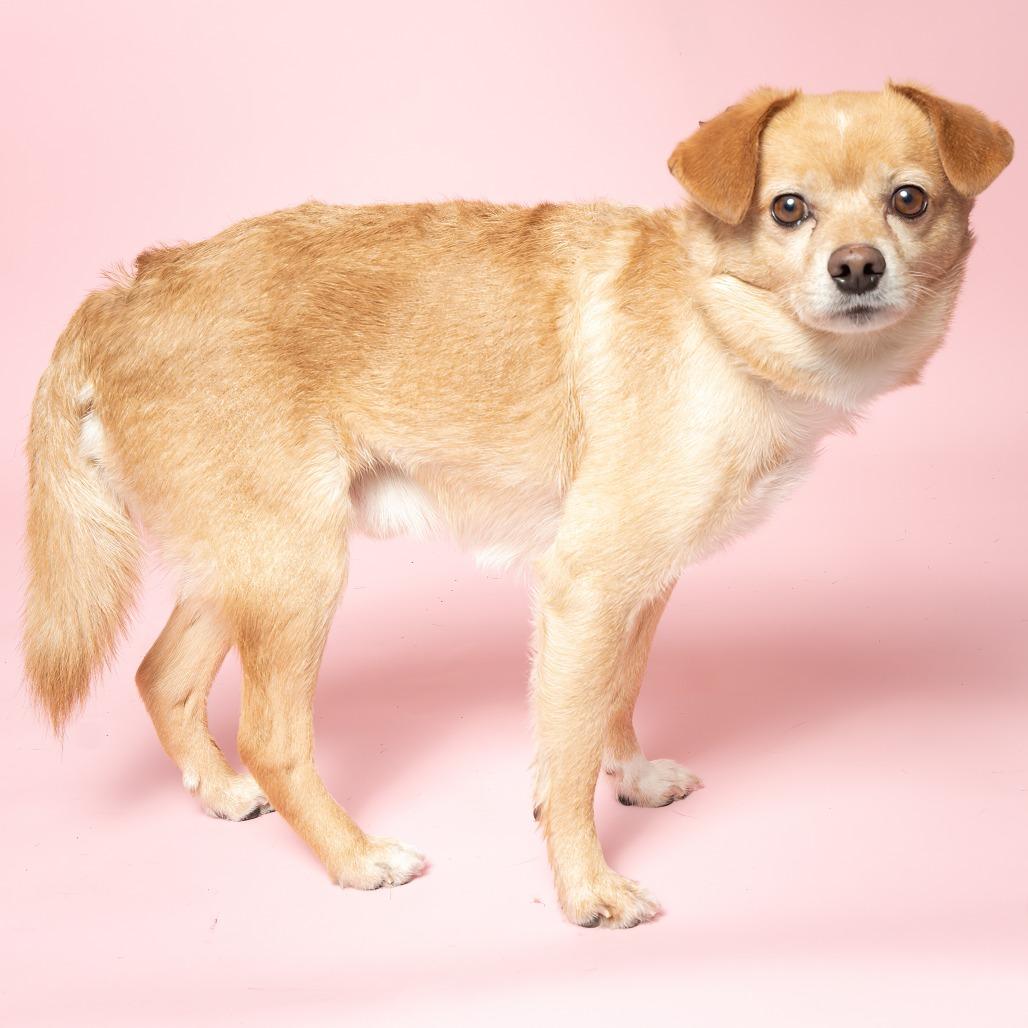 Tails, a Adoptable mixed breed in Hailey, ID image 4/6