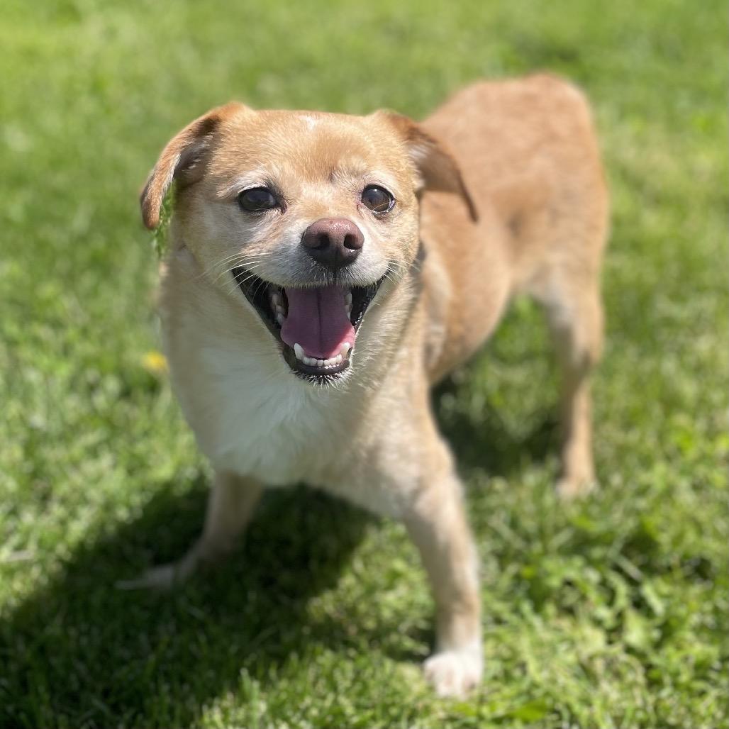 Tails, a Adoptable mixed breed in Hailey, ID image 5/6