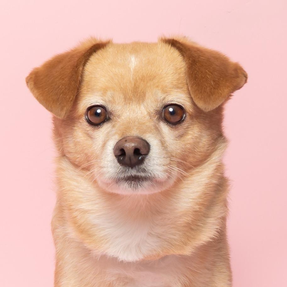 Tails, a Adoptable mixed breed in Hailey, ID image 6/6