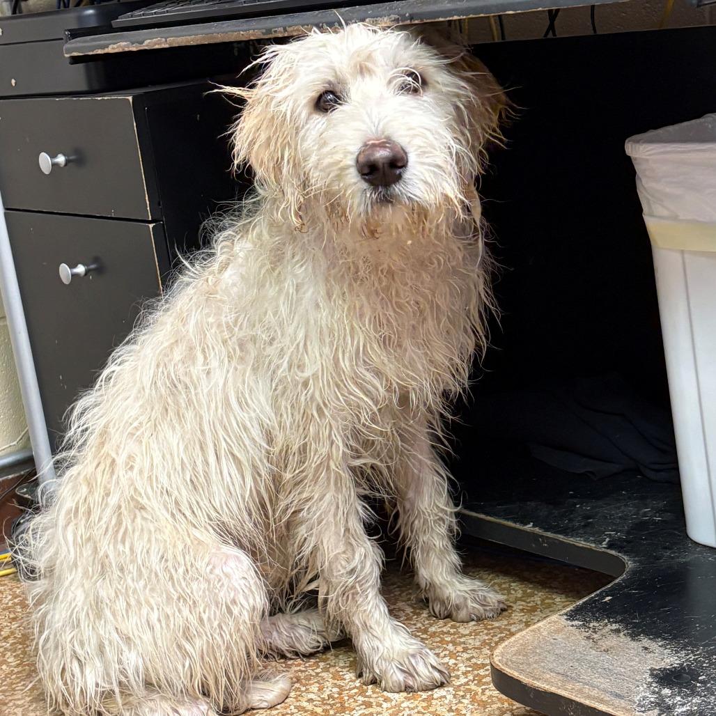 Comet, Adoptable, Young Male Standard Poodle & Great Pyrenees.