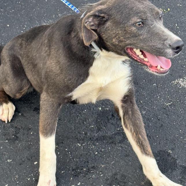 Bella, Young Female Black Labrador Retriever