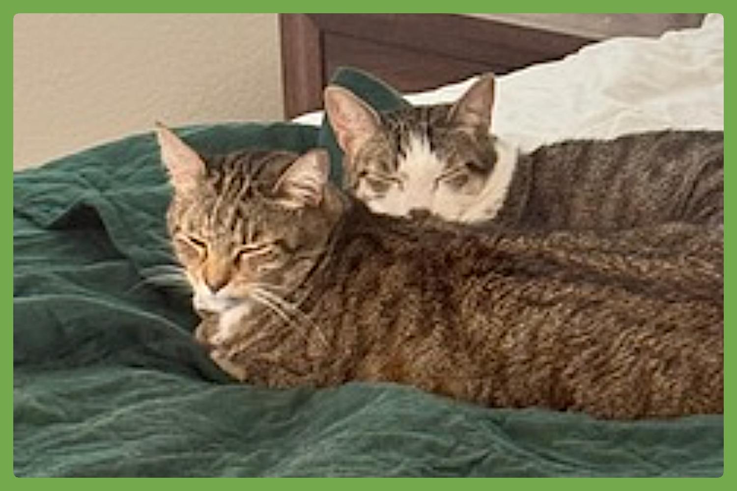 Enlarge Daisy and Duke, a Adoptable Domestic Short Hair in Aliso Viejo, CA image 1/6