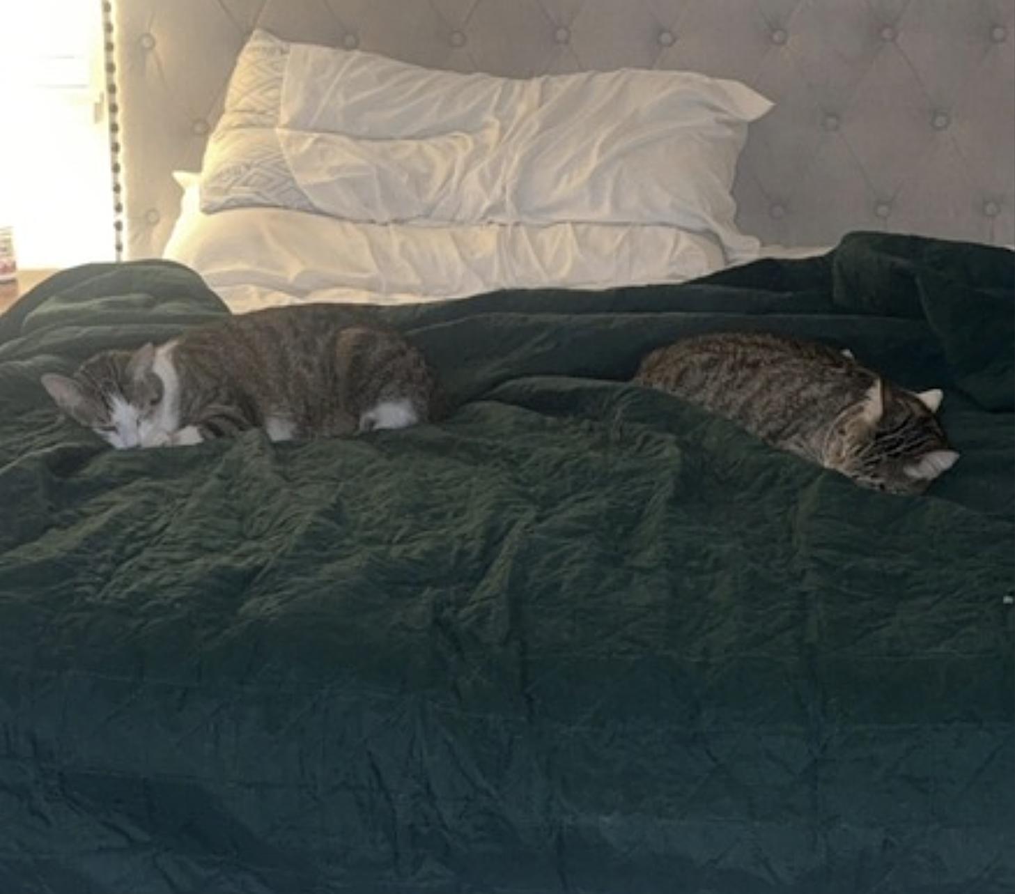 Enlarge Daisy and Duke, a Adoptable Domestic Short Hair in Aliso Viejo, CA image 5/6