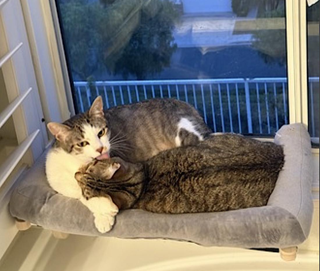 Enlarge Daisy and Duke, a Adoptable Domestic Short Hair in Aliso Viejo, CA image 2/6