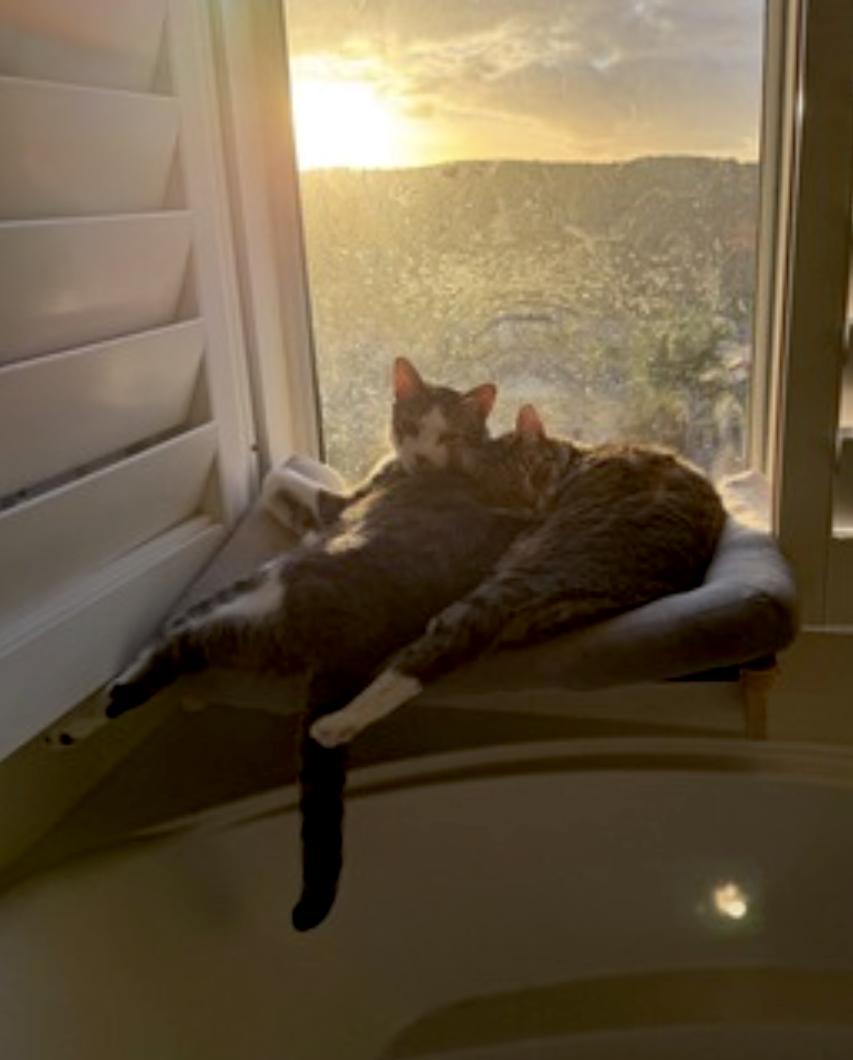 Enlarge Daisy and Duke, a Adoptable Domestic Short Hair in Aliso Viejo, CA image 4/6