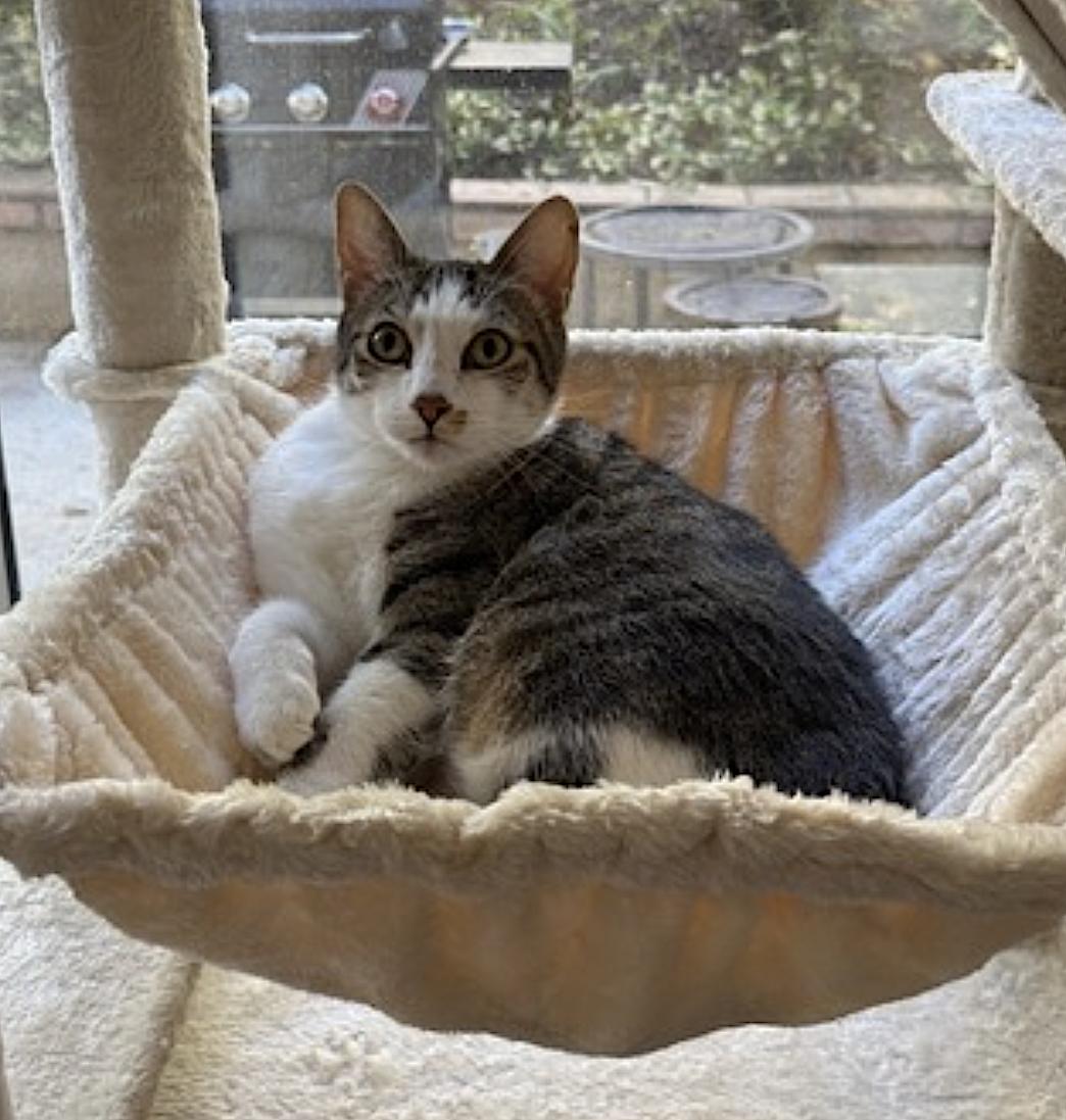 Enlarge Daisy and Duke, a Adoptable Domestic Short Hair in Aliso Viejo, CA image 3/6