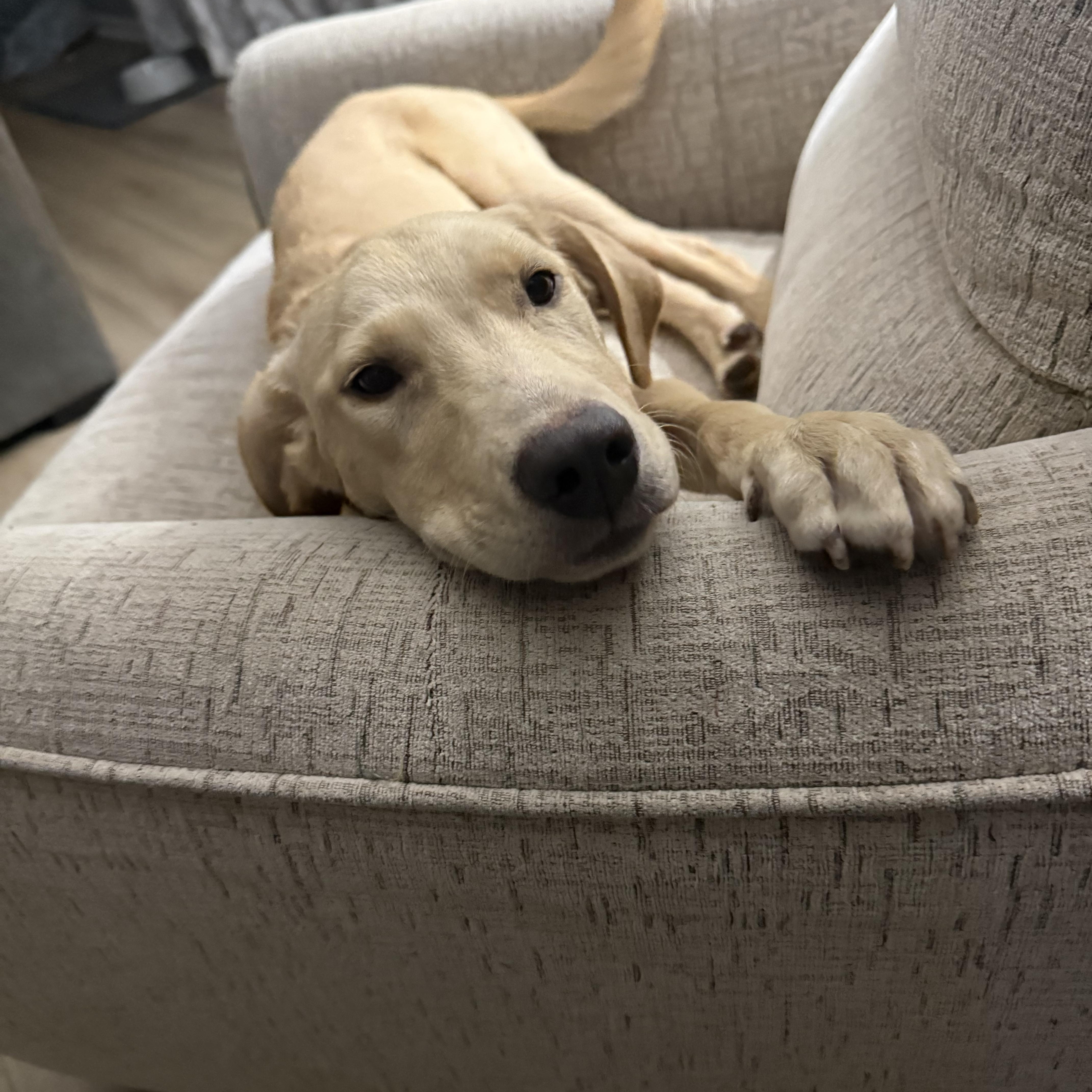 Enlarge Chia, a Adopted mixed breed in Oswego, IL image 6/6
