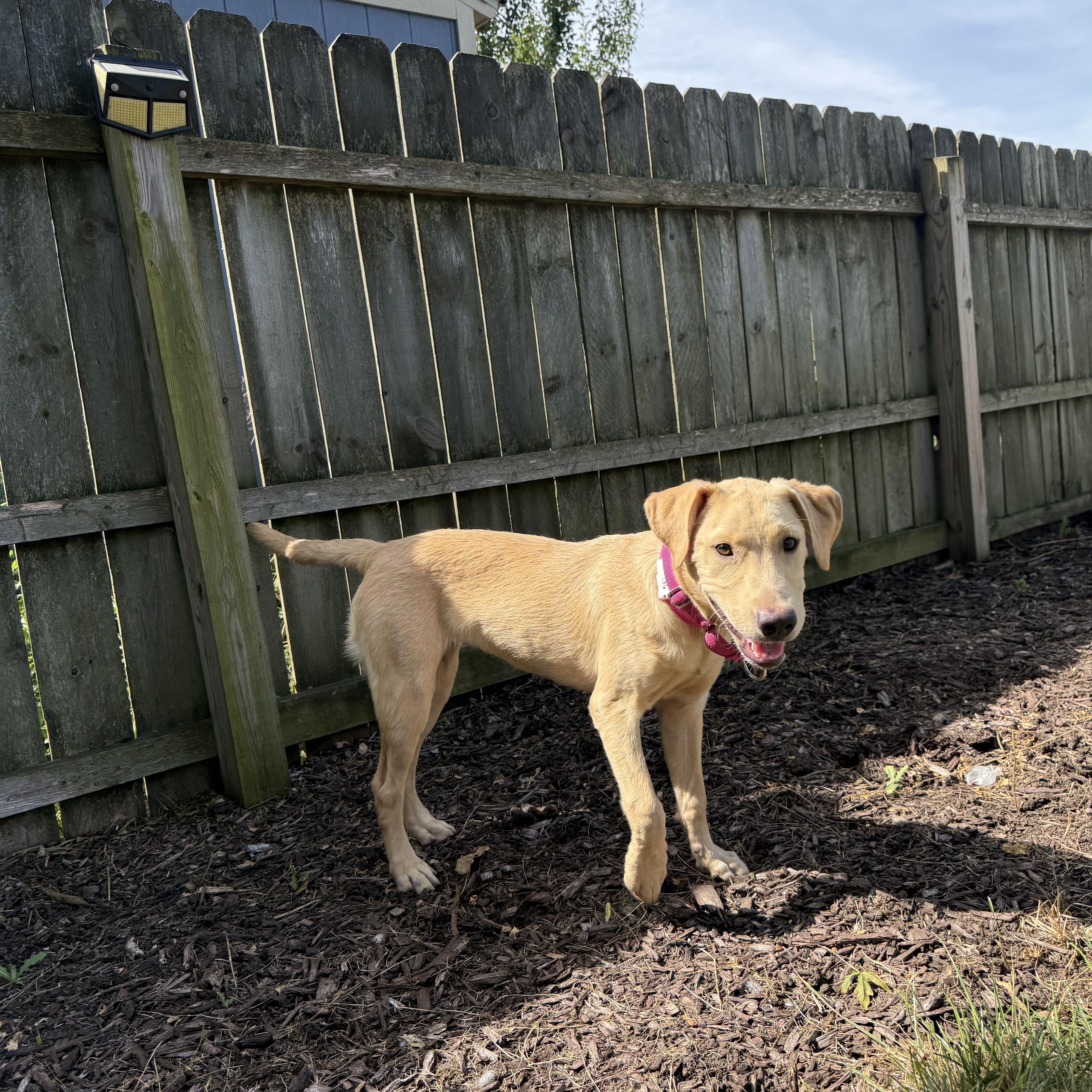 Enlarge Chia, a Adopted mixed breed in Oswego, IL image 5/6